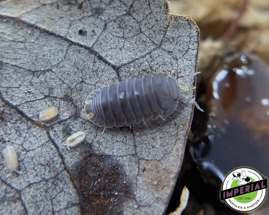 Cubaris Murina 'Little Sea' Isopods 10ct by Imperial Reptiles & Exotics ...