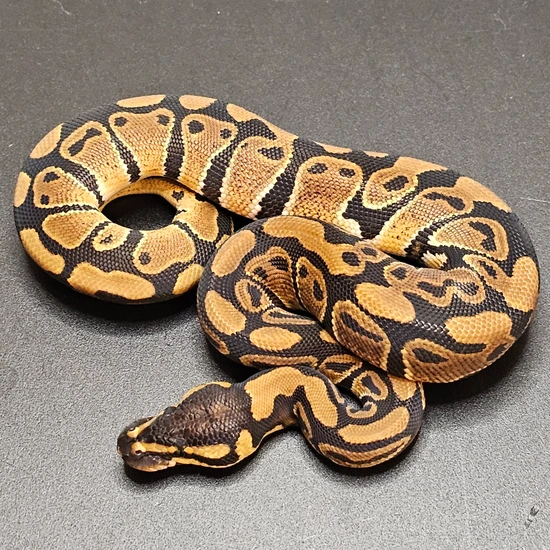 Normal Het Clown Ball Python by Passion4Pythons