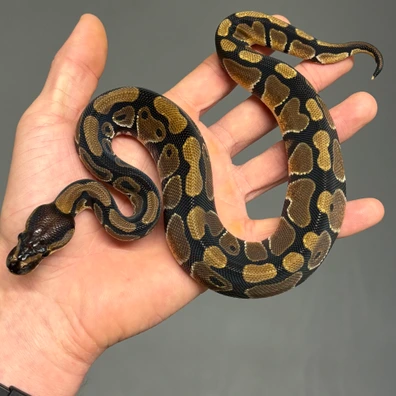 TH Desert Ghost Puzzle Axanthic Tsk Ball Python - male for sale from MySnake_EU