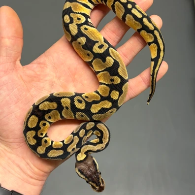 Pastel DH Puzzle Desert Ghost Ball Python - female for sale from MySnake_EU
