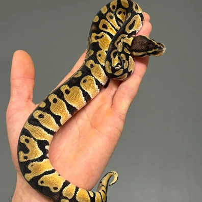 Pastel DH Puzzle Desert Ghost Ball Python - male for sale from MySnake_EU