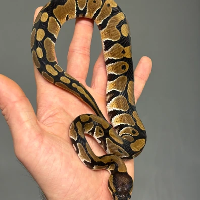 DH Puzzle Desert Ghost Ball Python - male for sale from MySnake_EU