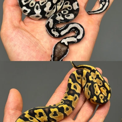 Pair Axanthic TSK Desert Ghost Clown Projet Ball Python - female for sale from MySnake_EU