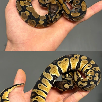 Pair DH Puzzle Desert Ghost Ball Python - female for sale from MySnake_EU
