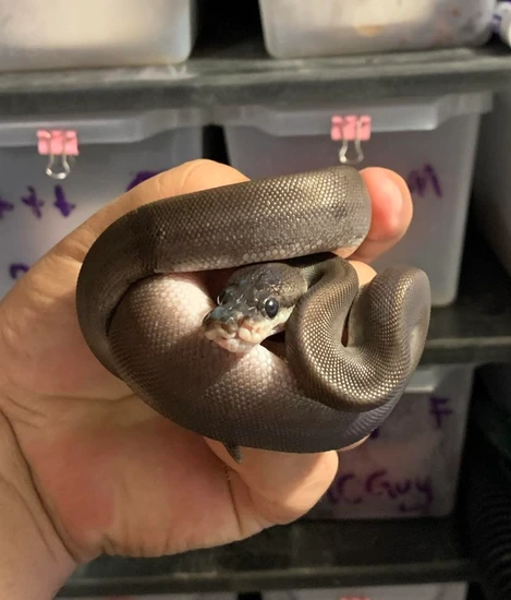 8 Ball Ball Python by My Snake Addiction