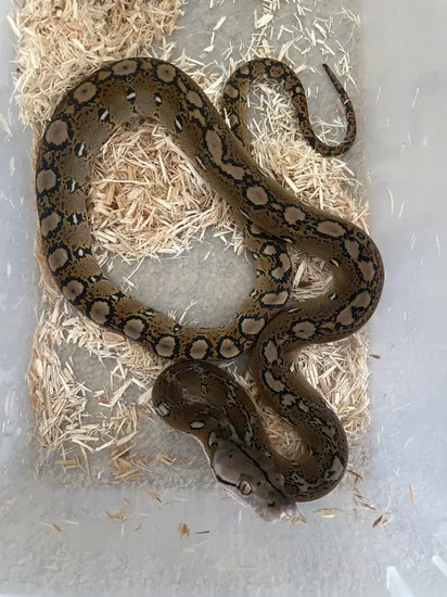 Motley DH Indo Caramel Anthrax Reticulated Python by Venomous Constrictors