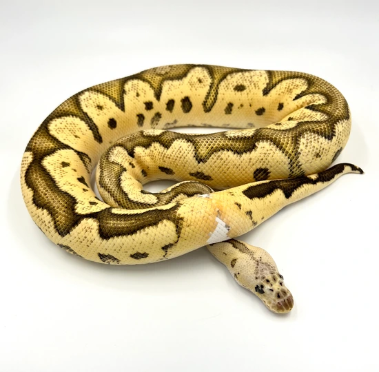 *READY TO BREED* Pastel Fire Blade Clown Ringer Ball Python by Smitty's ...