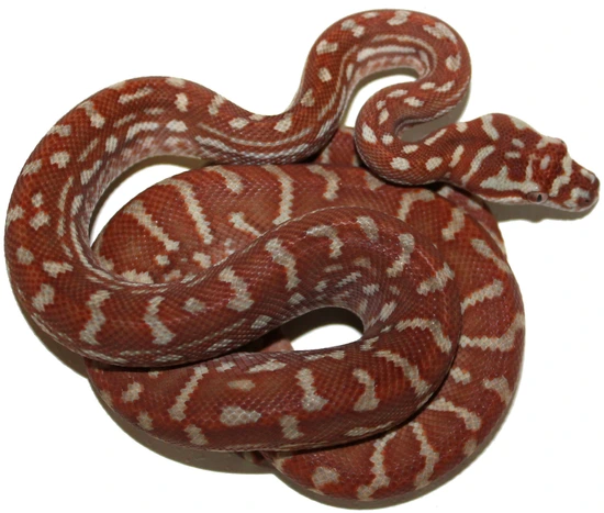 Full Hypo 100% Het Stonewashed Male Centralian Carpet Python by Inland ...