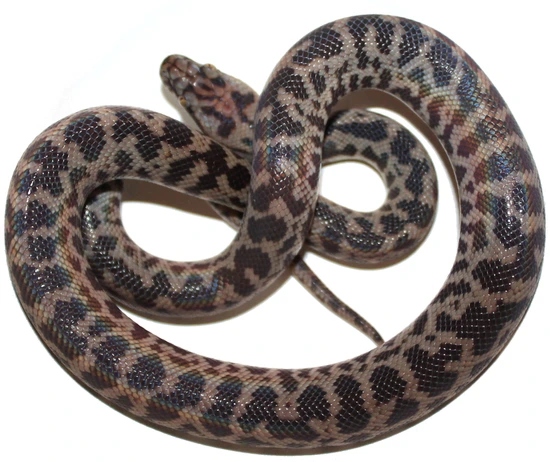 Real Cape York Spotted Python (A. M. Peninsularis) by Inland Reptile