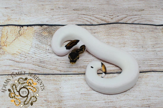 Leopard Pied Ball Python by Adams Family Serpents
