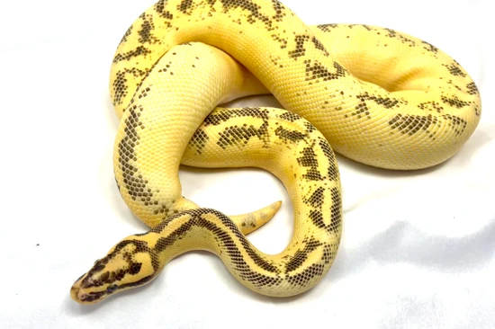 Pastel Enchi Freeway Ball Python by Adams Family Serpents