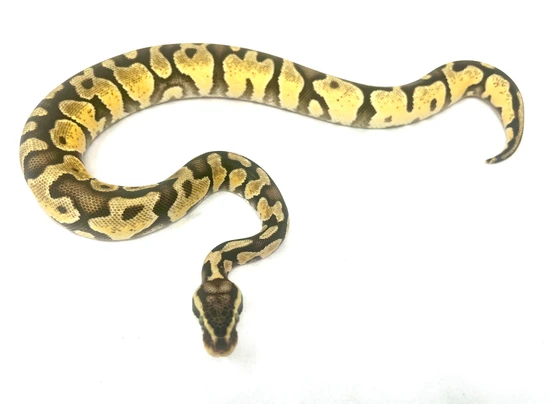 Pastel Enchi Asphalt Het Hypo Ball Python by Adams Family Serpents