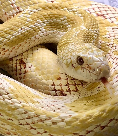 Albino Northern Pine Pine Snake by Jay Jacoby Serpent Propagation