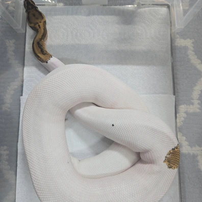 OD Leopard Firefly Pied 100% Het Clown