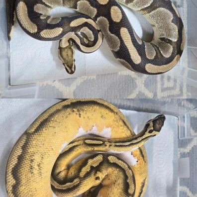 1.3 Pied / Clown Bundle