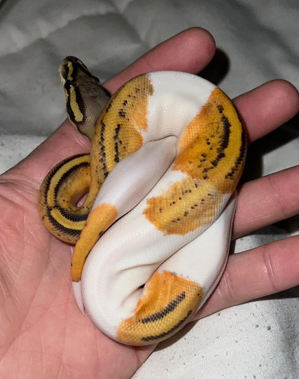 Orange Dream Pastel Hypo Pied Het Clown Ball Python by Danny's Exotics
