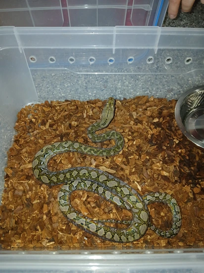 Wild Type 100% Jampea Reticulated Python by Illinois Reptile Hobbyist ...