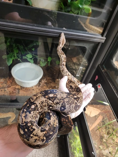 *FALL SALE* 2018 Pair Of Crawl Cay Dwarf Boas Boa Constrictor by Island ...