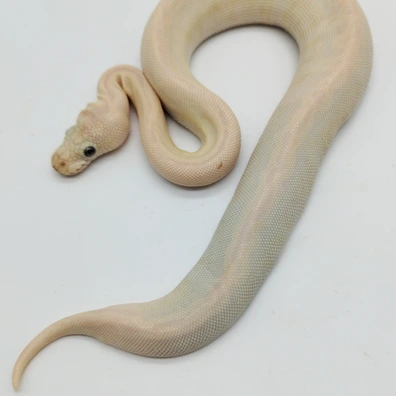 Confusion Special Lesser Clown Ball Python - female for sale from Island Pythons
