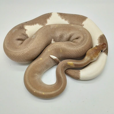 Super Black Pastel Banana Pastel Pied 66% Het Genetic Stripe Ball Python - male for sale from Island Pythons