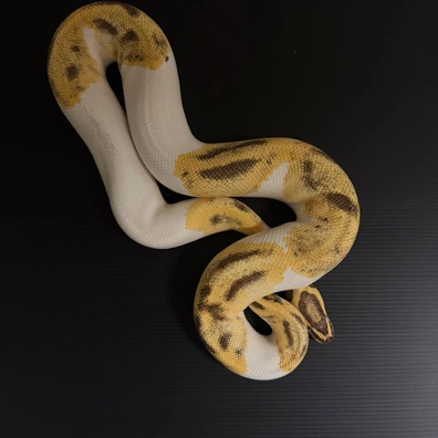 Enchi Fire Pied Ball Python - male for sale from Italiancresties di Colombo Alberto