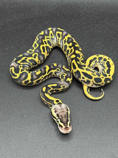 Pastel Phantom Leopard Freeway Ball Python by Rock’N Royals
