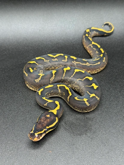 No Reserve!! Phantom Freeway Ball Python by Rock’N Royals