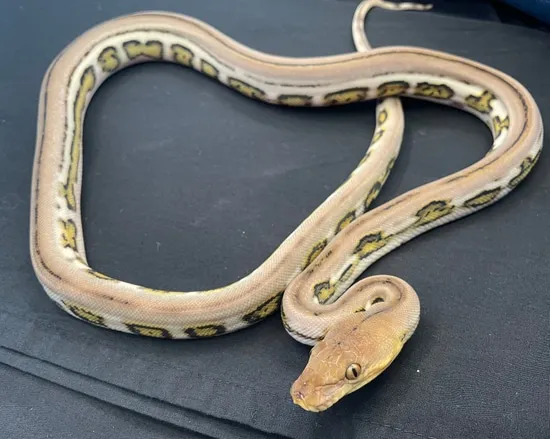 Jaguar Tiger Het Pied 2 Reticulated Python by In Your Face Exotix