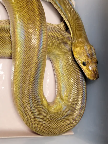 Phantom Anthrax Reticulated Python by In Your Face Exotix