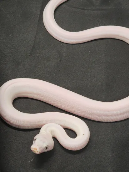 Cow Python Precio Ivy Jampea Goldenchild Cow Reticulated Python by In Your Face Exotix