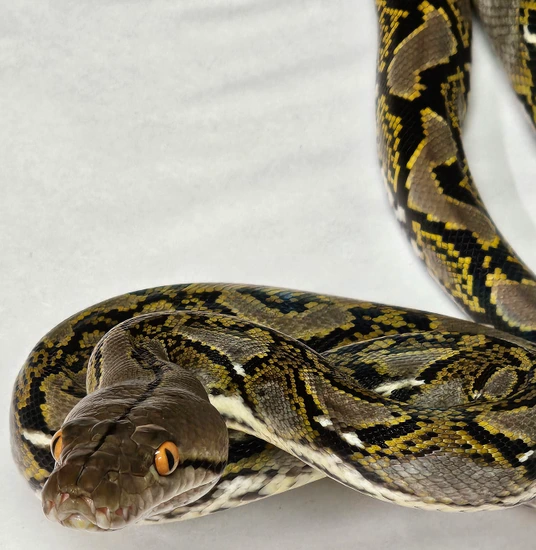 Normal Het Hypo Reticulated Python by In Your Face Exotix