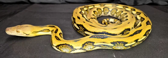 Suntiger Graniteback Poss Het Indo/Caramel/Albino Reticulated Python by ...