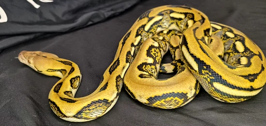 Tiger Double Het Blue Hypo/Indo Reticulated Python by In Your Face Exotix