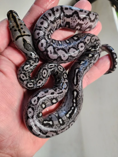 Ocelot 66% Het Purple Or Albino Reticulated Python by Izzy's Exotics