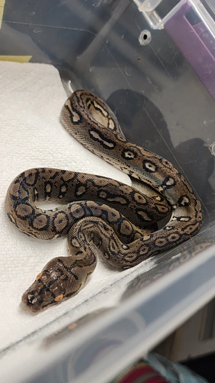Ocelot 66% Het Mocha Albino Reticulated Python by Izzy's Exotics
