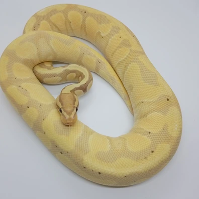 Banana Od Yb Lace Het Clown