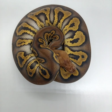 Stranger Mahogany Ghi Clown