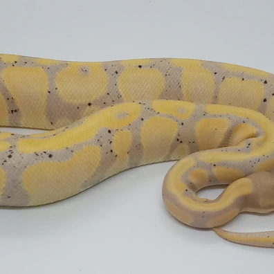 Banana Het Clown