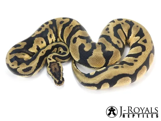 Acid Pastel OD Ball Python by J-Royals Reptiles