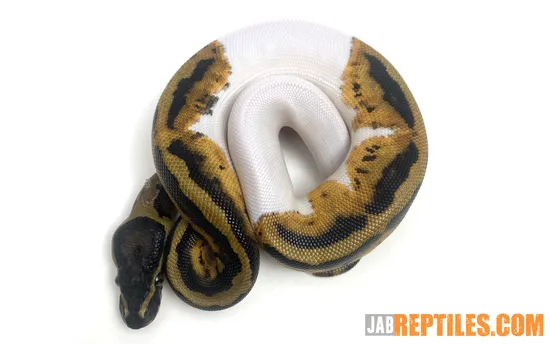PIED #2231 Ball Python by J.A.B. Reptiles