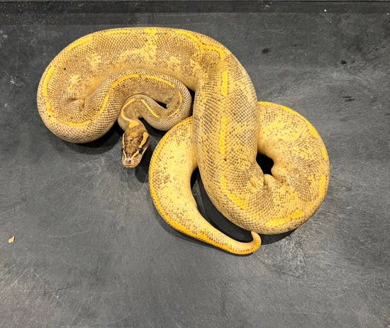 lesser poss yellow belly asphalt female ball python by... RTB Asphalt Yellow Belly Enchi Freeway Ball Python by Tennessee Balls