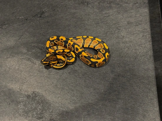 Nr Mandarin Het Hypo Ball Python by Tennessee Balls