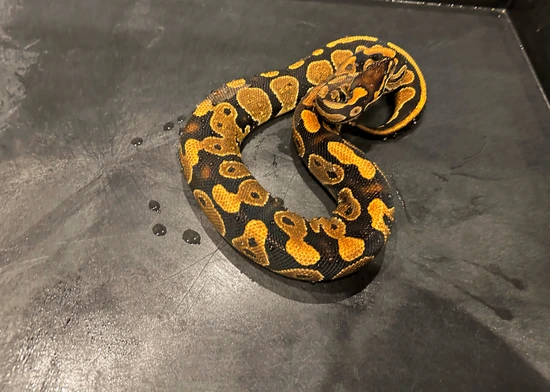 RTB Nr Mandarin 100% Het Hypo *RTB Proven* Ball Python by Tennessee Balls