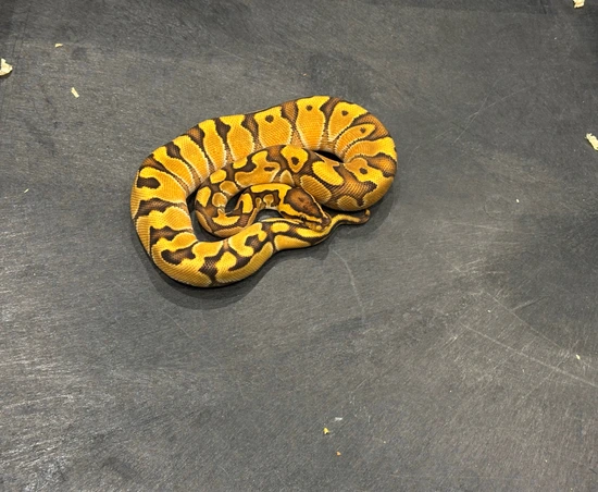 Nr Mandarin Enchi 66% Het Hypo Ball Python by Tennessee Balls