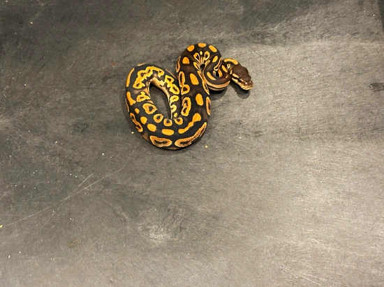 Super Nr Mandarin Black Pastel 100% Het Hypo Ball Python by Tennessee ...