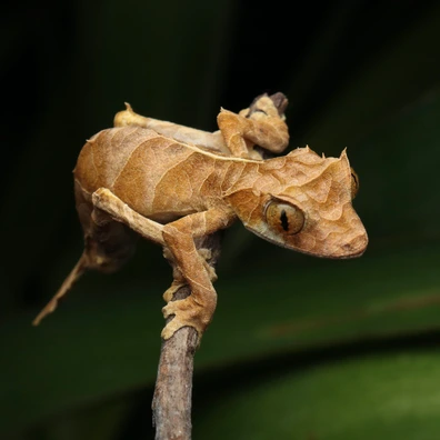 未開封品 OZWRT Agave Leaf Tailed Gecko 17cm Leaf-Tailed Geckos For Sale - MorphMarket US & Canada