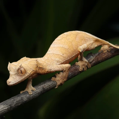 未開封品 OZWRT Agave Leaf Tailed Gecko 17cm 未開封品 OZWRT Agave Leaf Tailed Gecko 17cm 2025年最新】オズワート