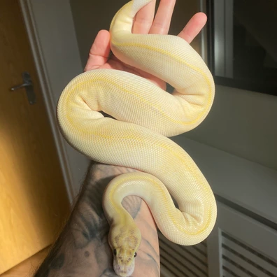 OD Enchi Ivory DH Monsoon Pied - 650g Ball Python - male for sale from JTW Pythons
