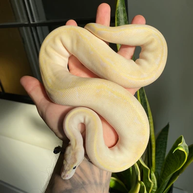 Enchi Ivory Het Pied Ball Python - female for sale from JTW Pythons
