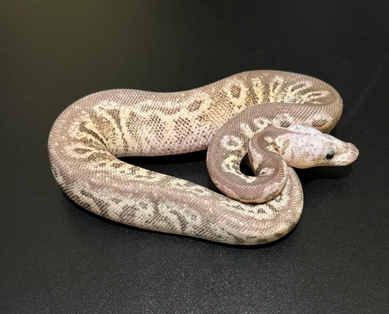 Pompeii Python Pastel Pompeii Ball Python by Keller’s Kreations